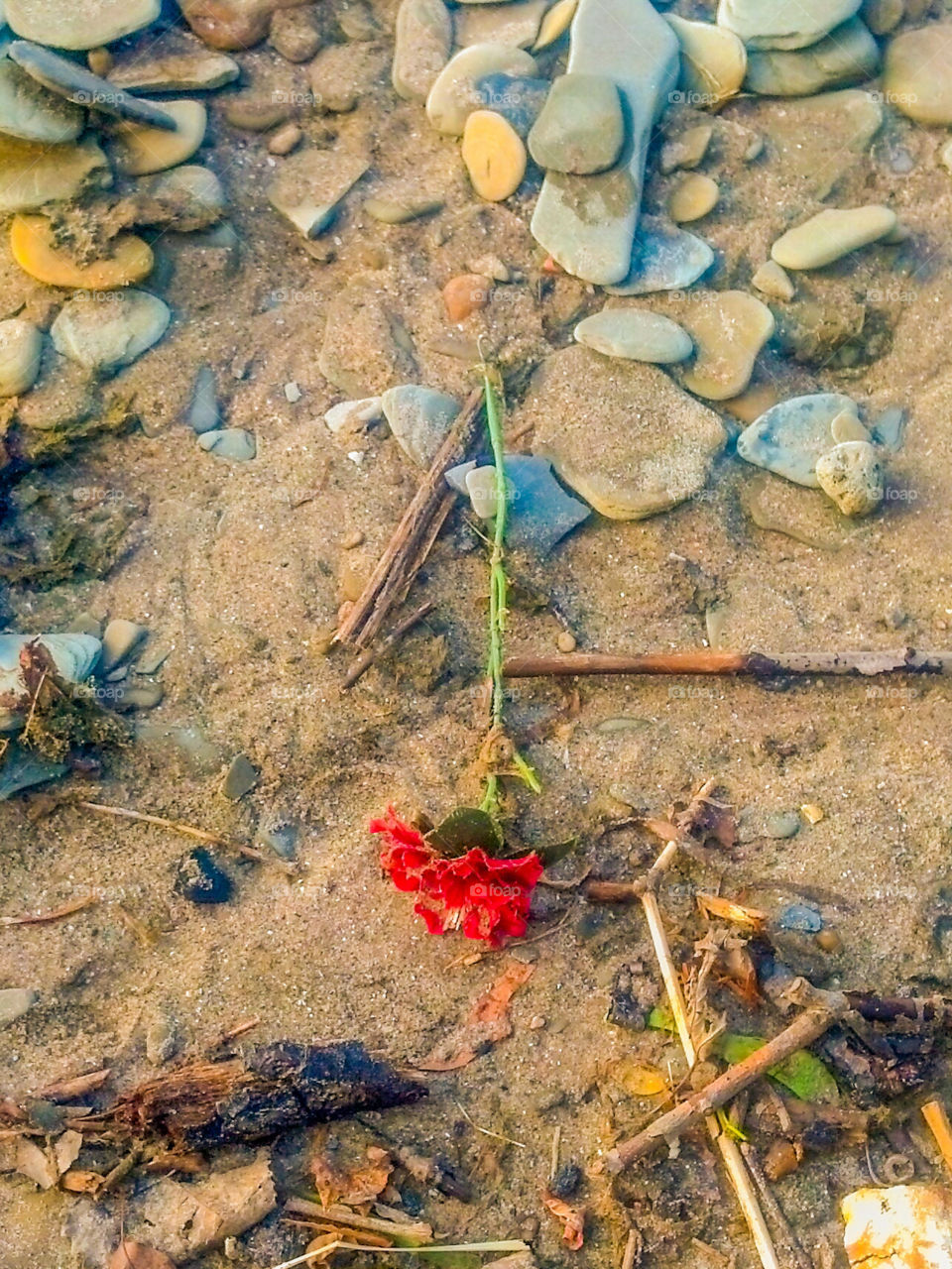 sandy flower