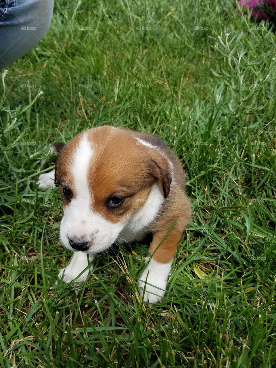 puppy, cute, love, grass, yard, farm