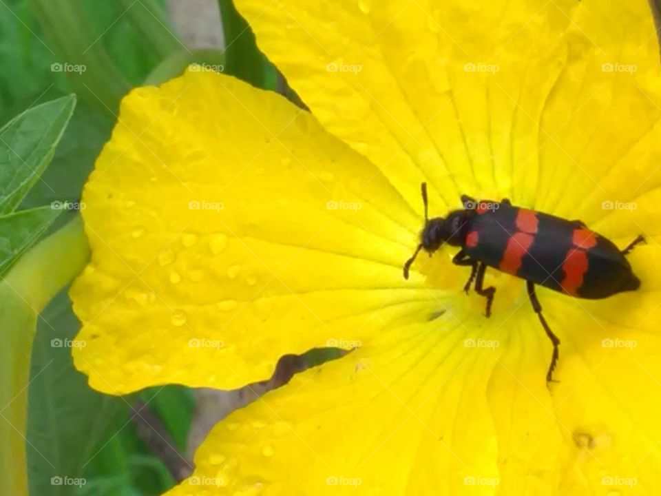 The insect drinking of flower sweet.