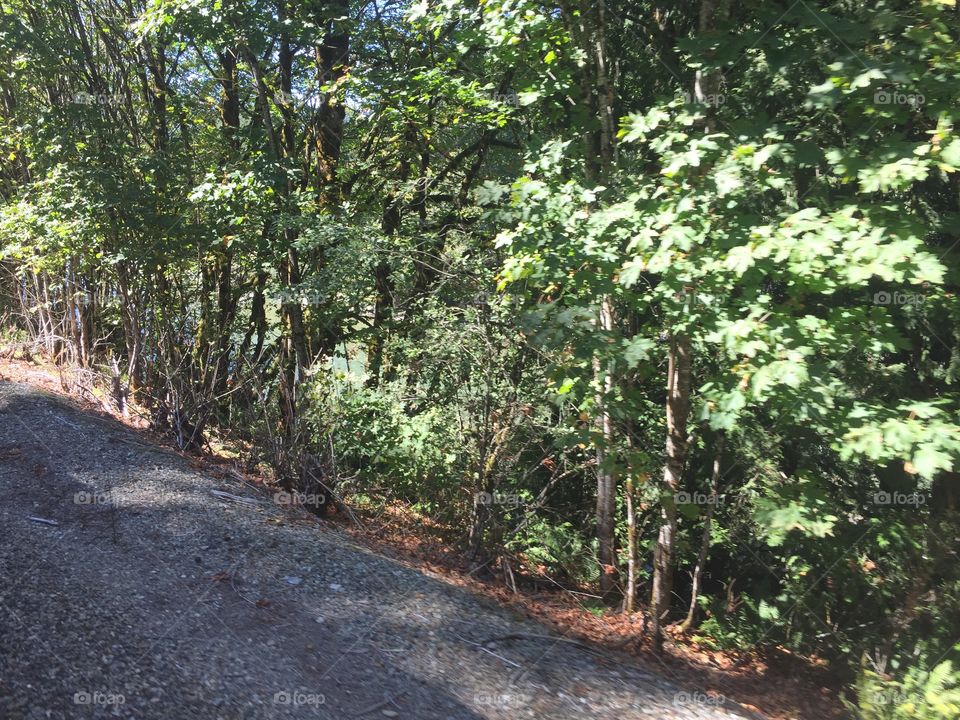 Wood, Landscape, Nature, Leaf, Road