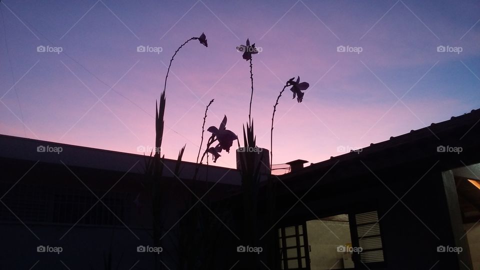 Orchid and Sky