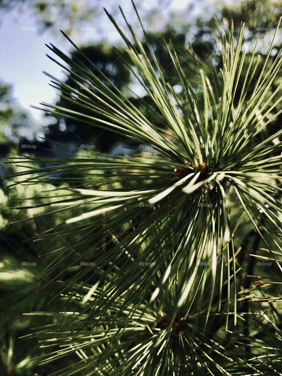 A pine tree swaying in the morning sun. 