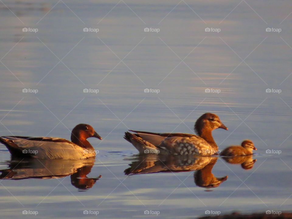 Duck reflection