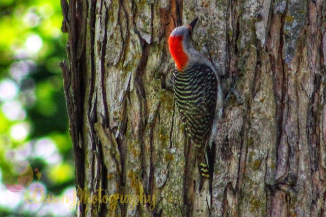 Woody Pecker