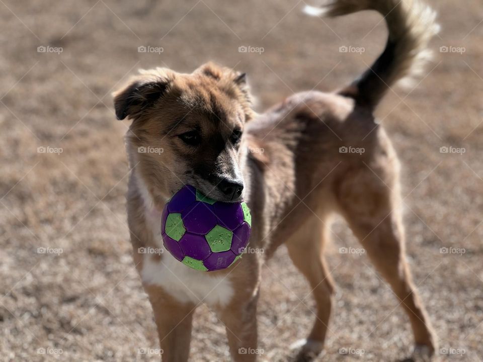 Foster dog named Cheese 