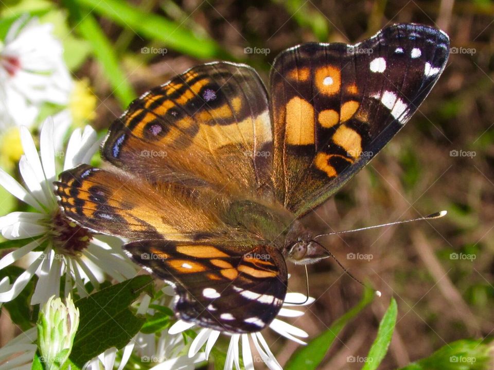 Butterflies , insects 