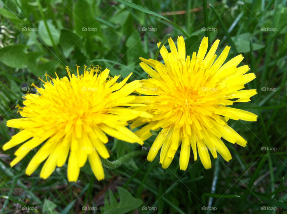 EVEN DANDELIONS ARE PRETTY
