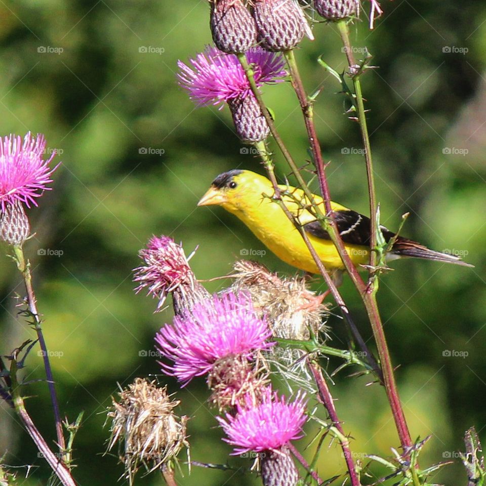American gold finch enjoying the thistle seeds on a beautiful summer day