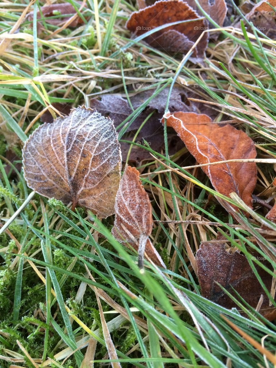 Leafs covered with frost