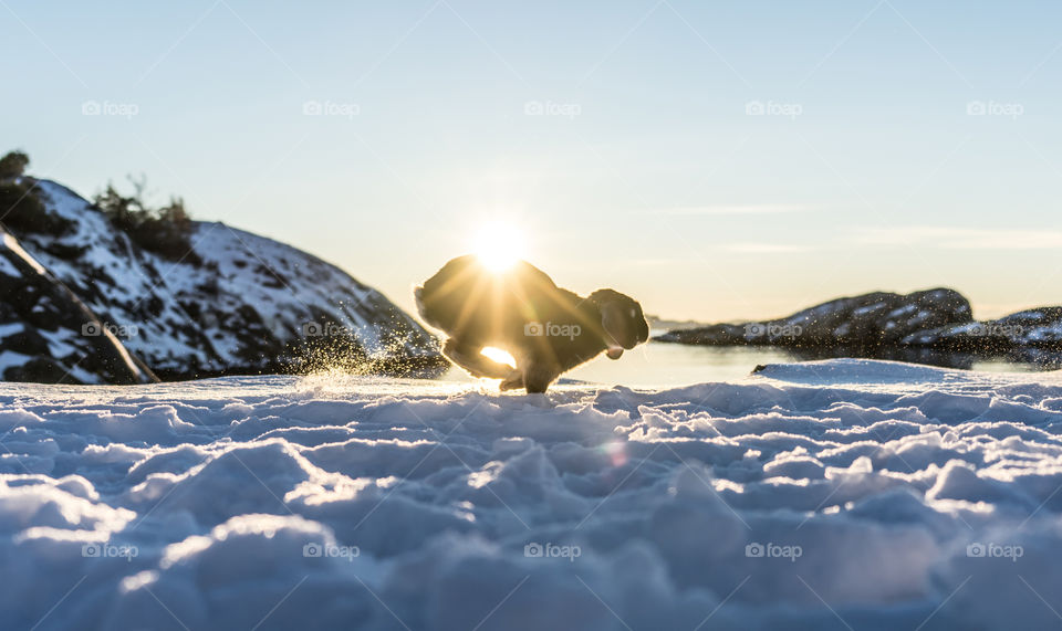 Dog in winter