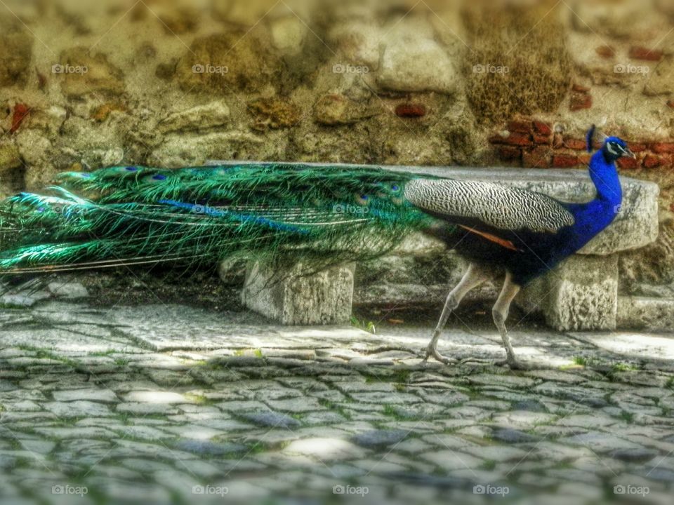 Strutting Peacock