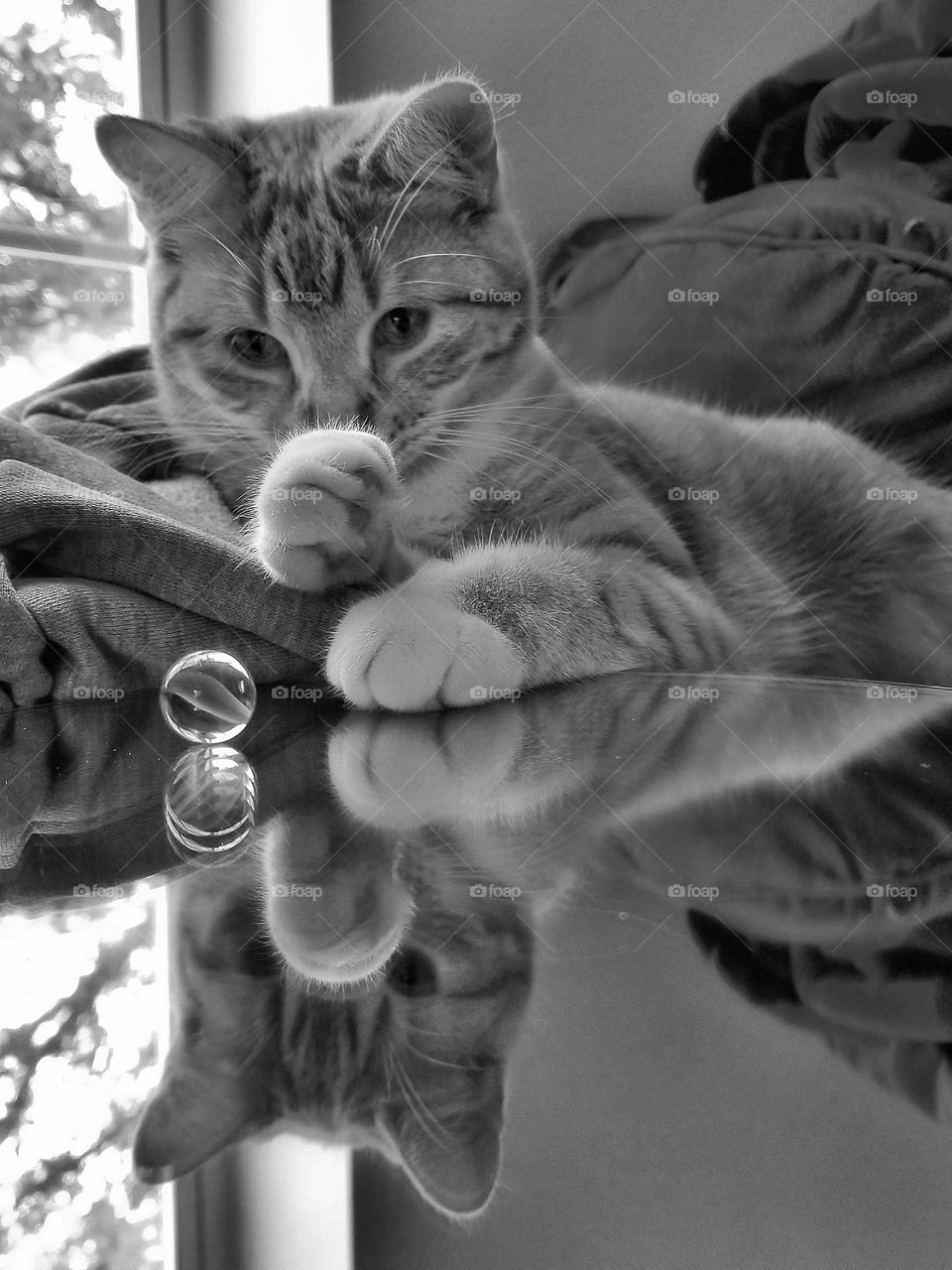 Marble, Mirror & Cat in Black & White