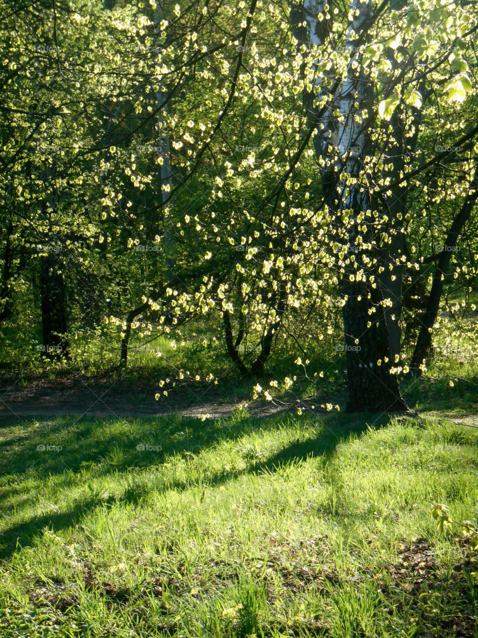 Leaf, Nature, Tree, Landscape, Growth