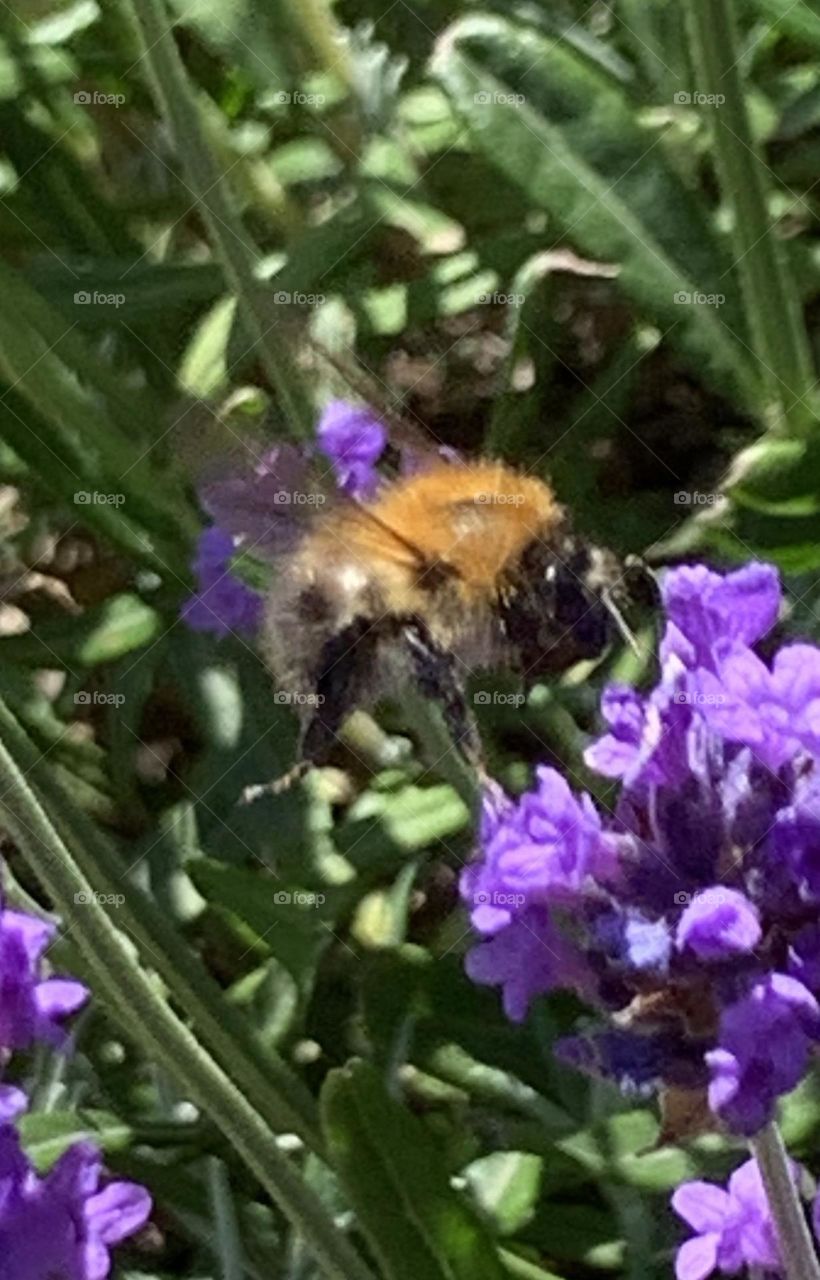 A Walk through Redburn Dene