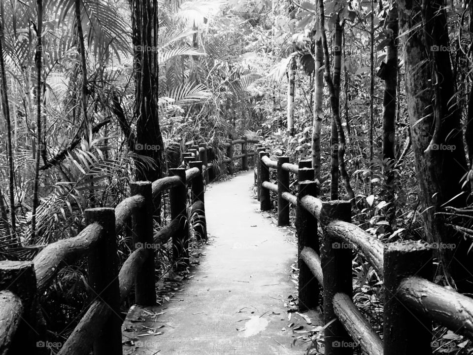 Bridge walkway into the jungle