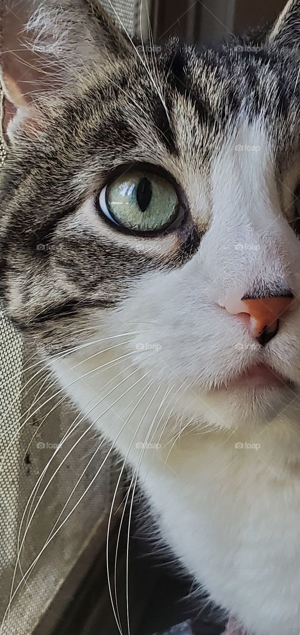 tuxedo cat staring