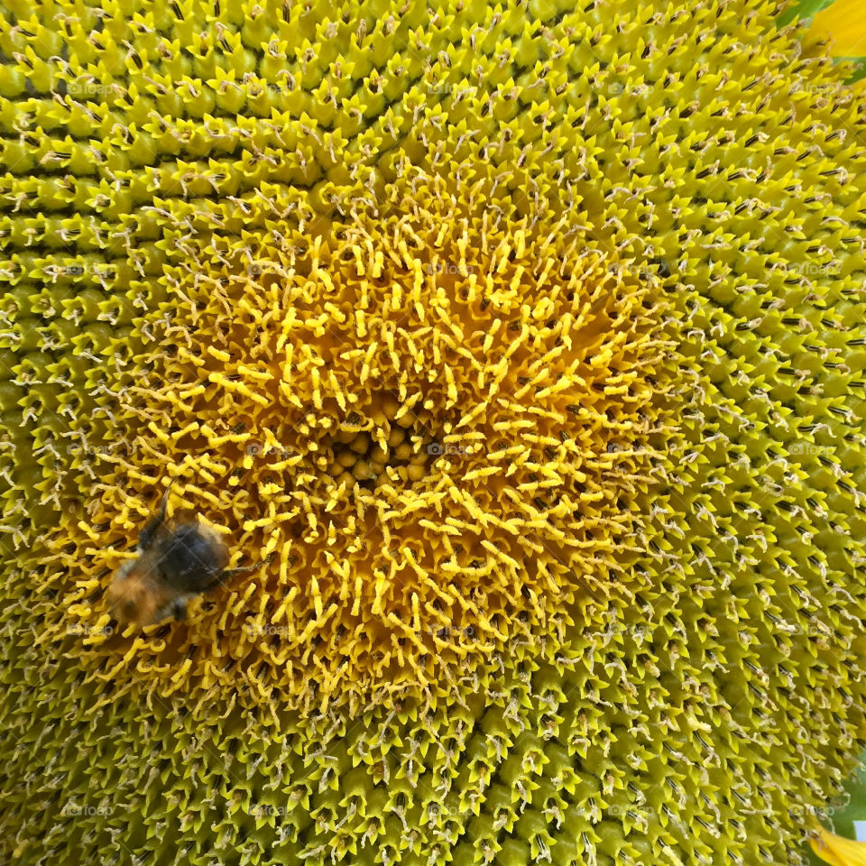 Sunflower with honeybee