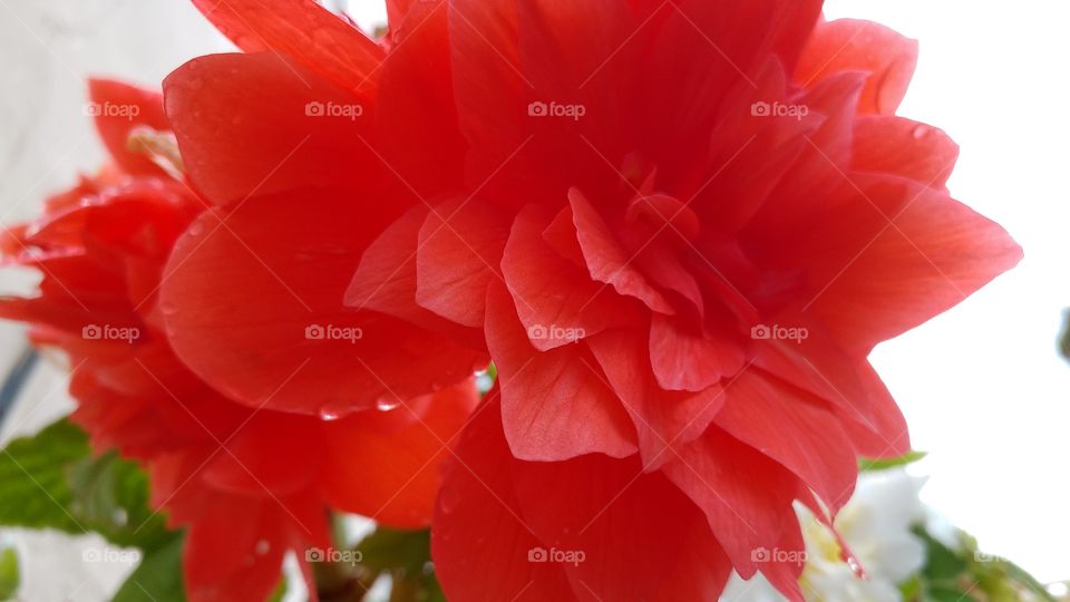 red flowers