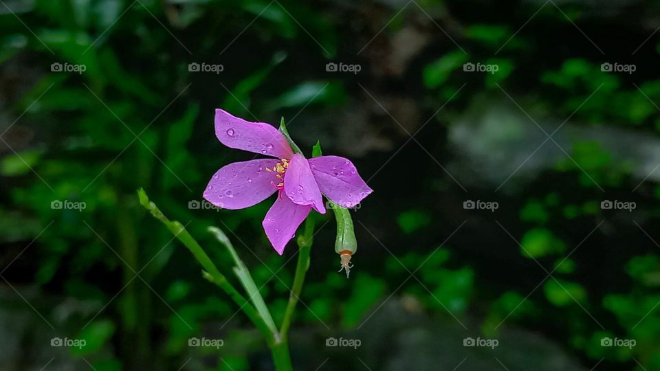 Ginseng vegetable or talinum fruticosum has small purple flowers and is an herbal plant. You can eat it