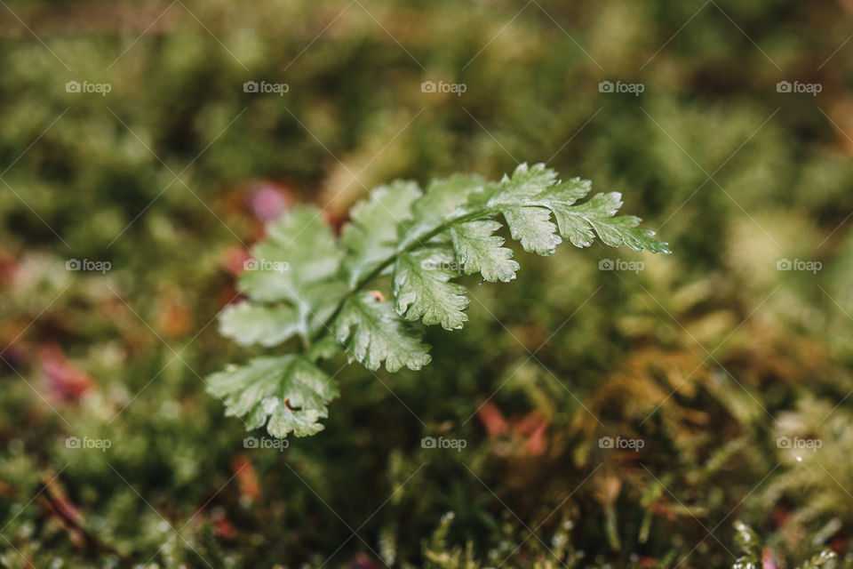 Closeup macro of a small fern in nature