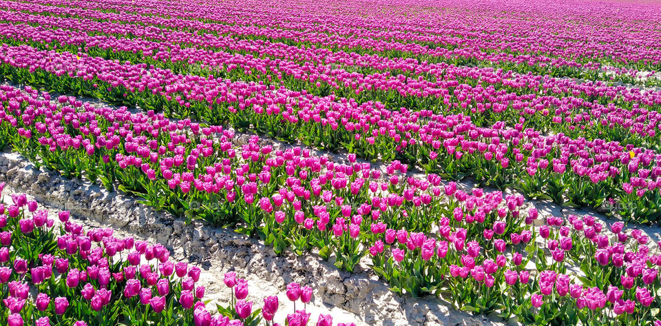 Tulip field in the Netherlands