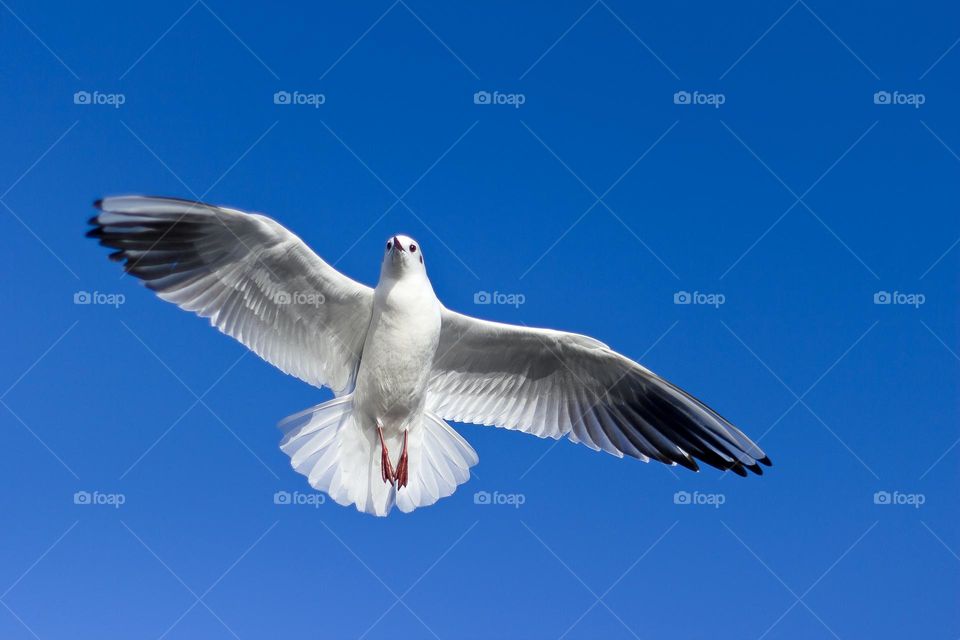 Beautiful flying bird