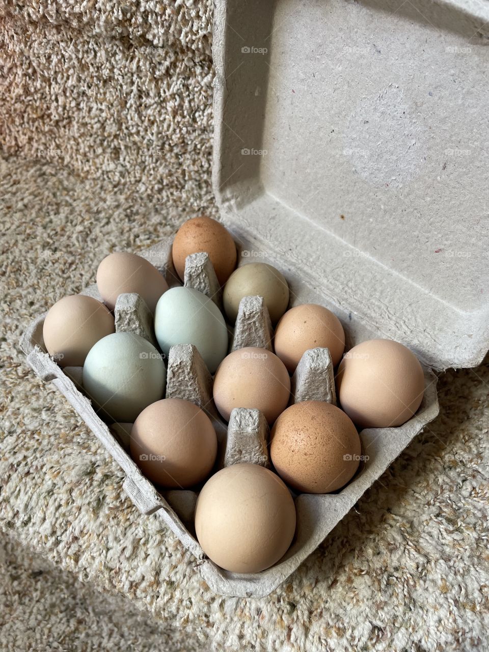 A beautiful dozen of eggs!