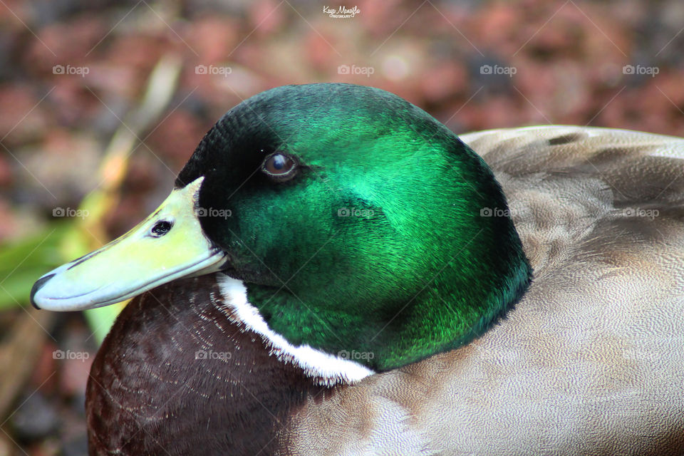 The Mallard