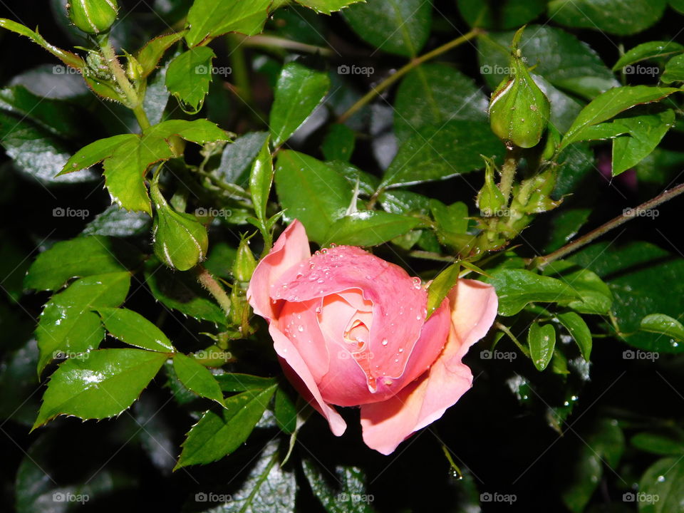 Roses are more beautiful after a shower