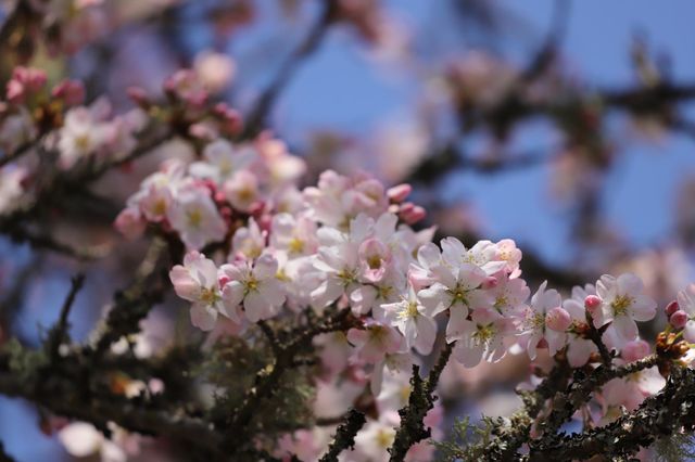Spring blossoms