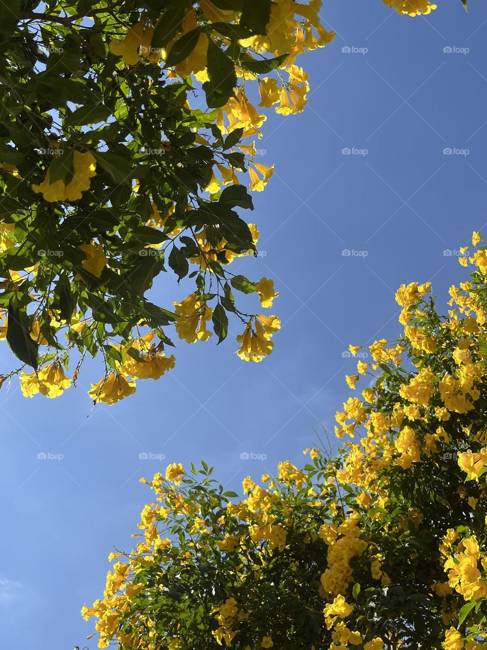   📷 Color Explosion 