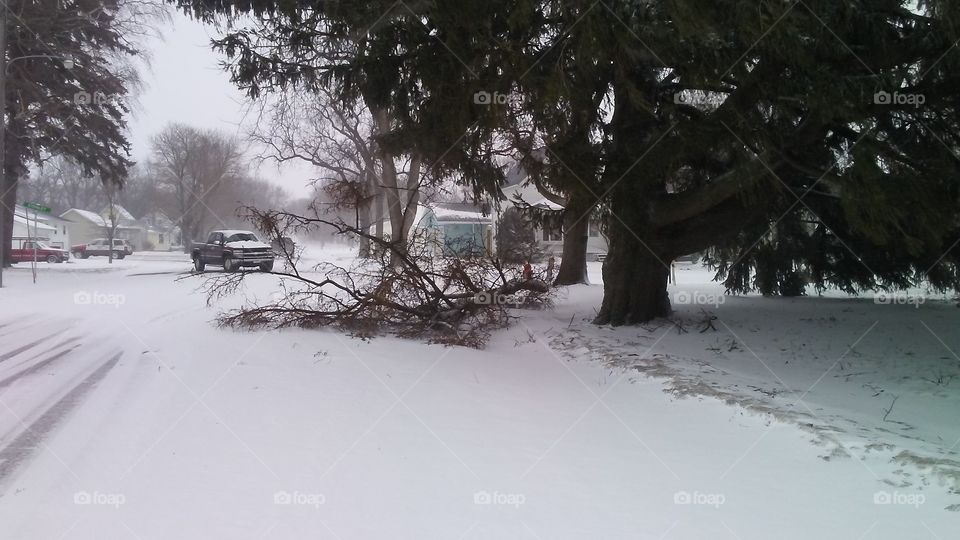 Snow, Winter, Tree, Cold, Weather