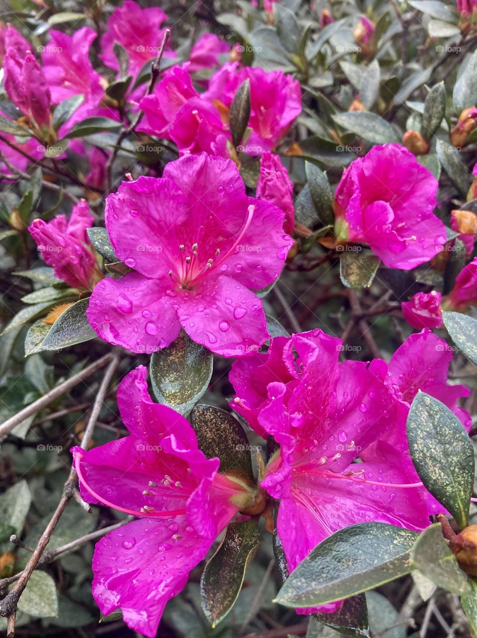 🌹 🇺🇸 Very beautiful flowers to brighten our day.  Live nature and its beauty. Did you like the delicate petals? / 🇧🇷 Flores muito bonitas para alegrar nosso dia. Viva a natureza e sua beleza. Gostaram das pétalas delicadas? 