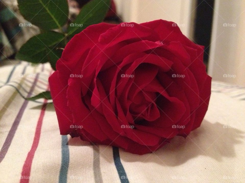 Rose. From Valentine's Day :)