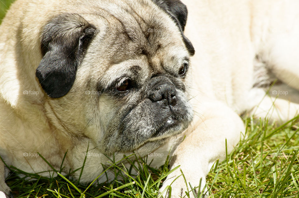 Cute pug laying down in sun on grass in summertime 