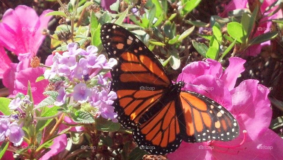 Monarch butterfly