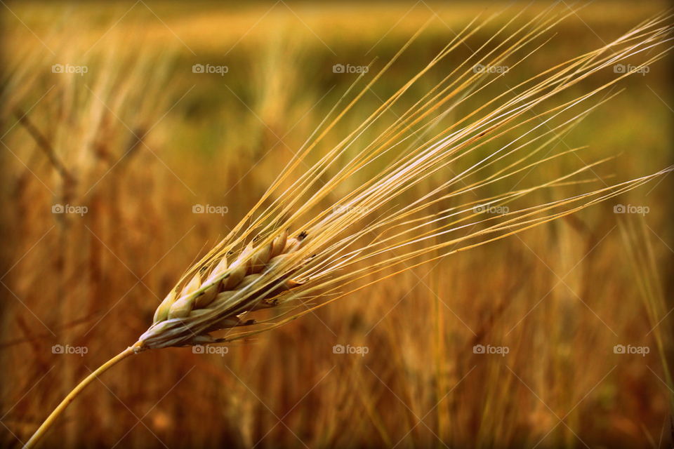 Grain in the field