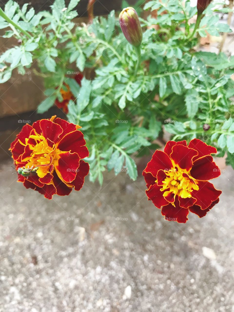 Marigolds 