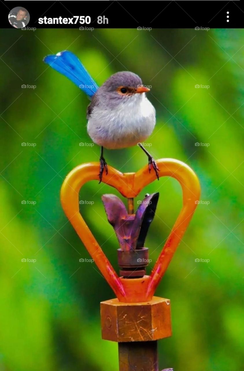 female wren on a sprinkler