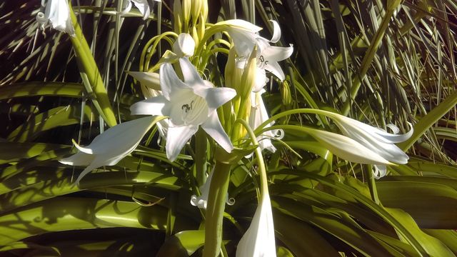 White flowers