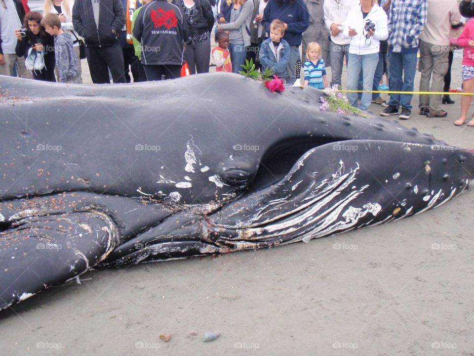 Humpback whale