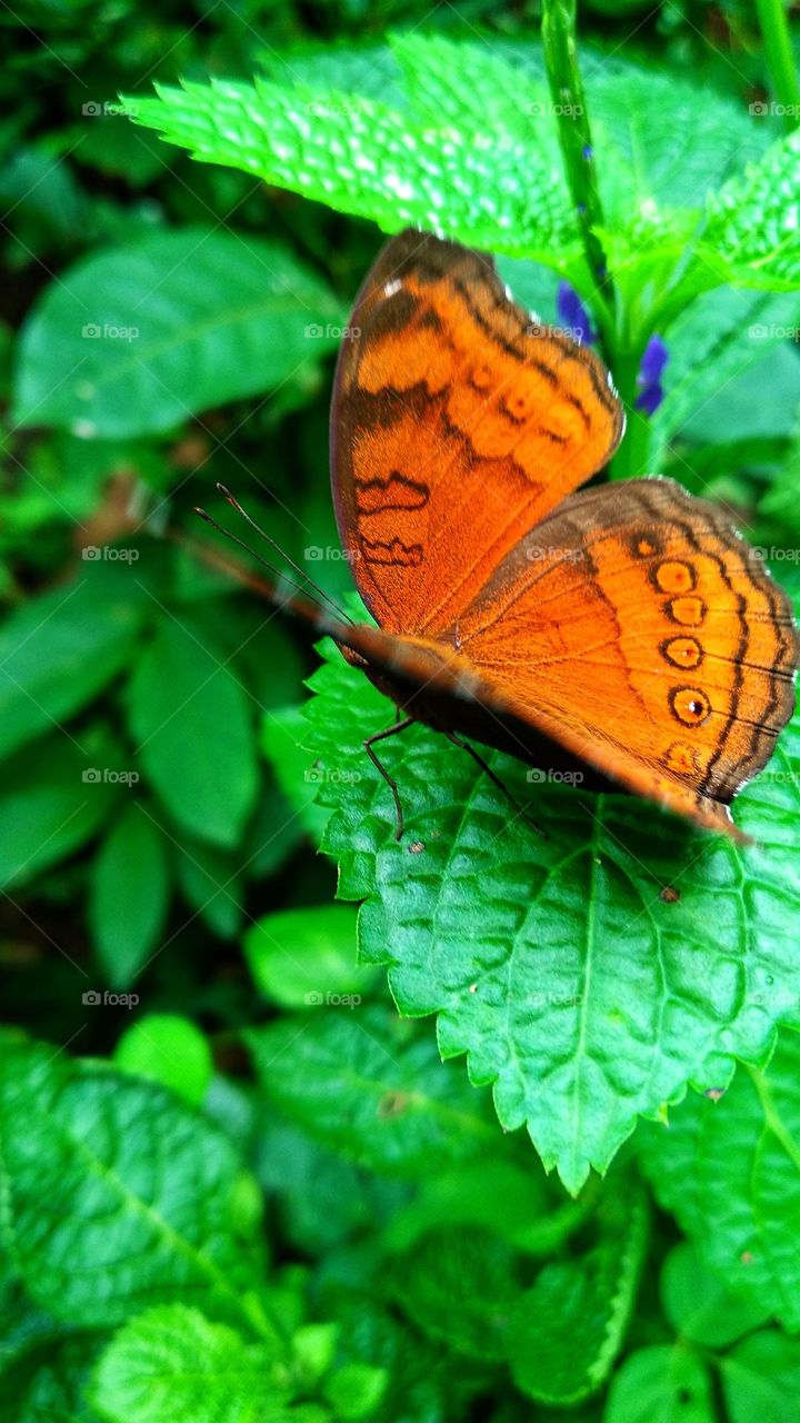 Beautiful orange butterfly perched on a leaf