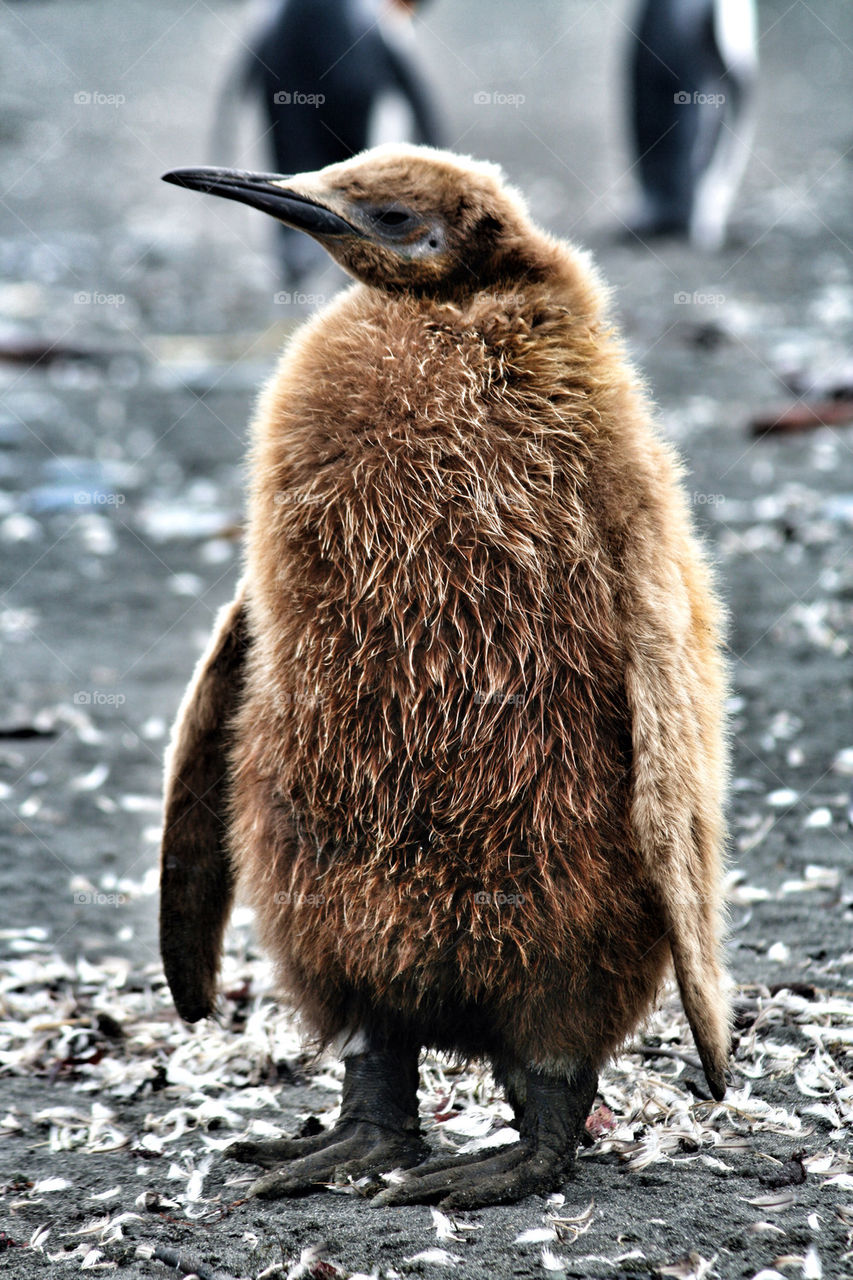 Portrait of penguin baby