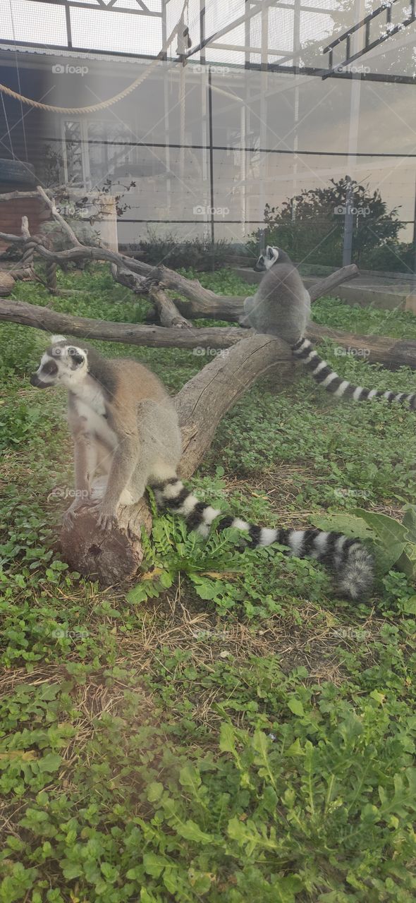 Lemur or lemurs? One and the same, or two different animals