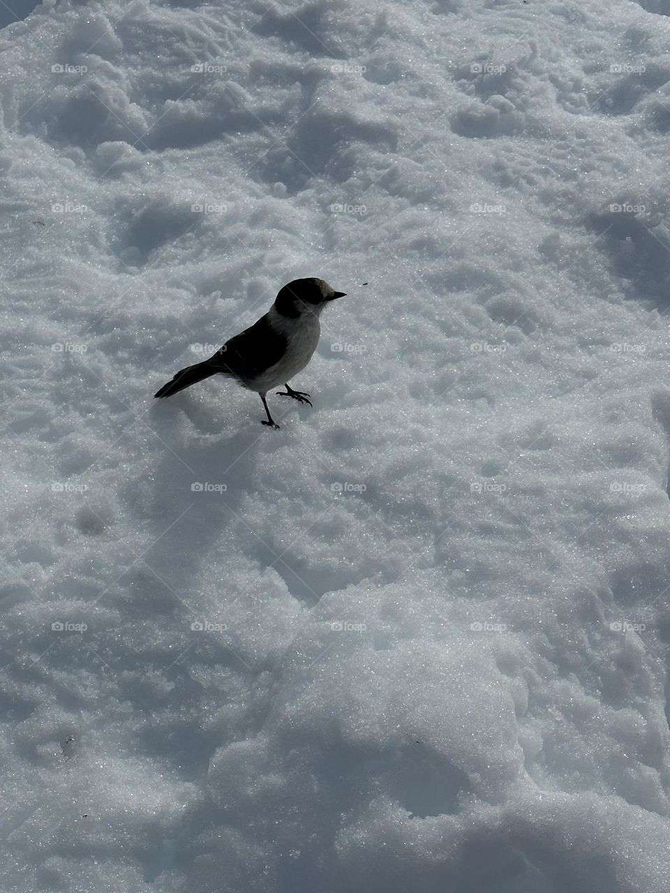 Bird on the snow