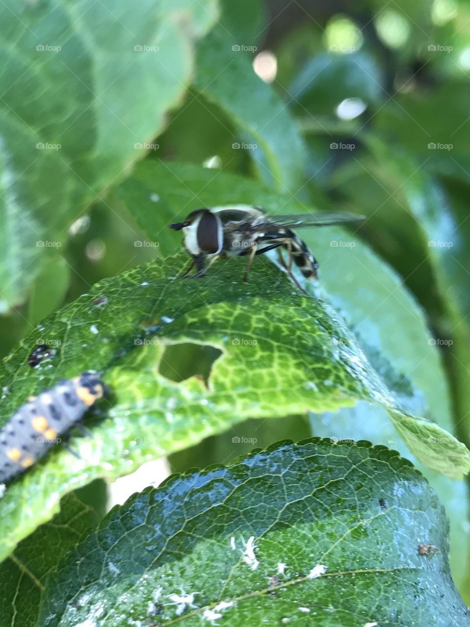 Bug fly 