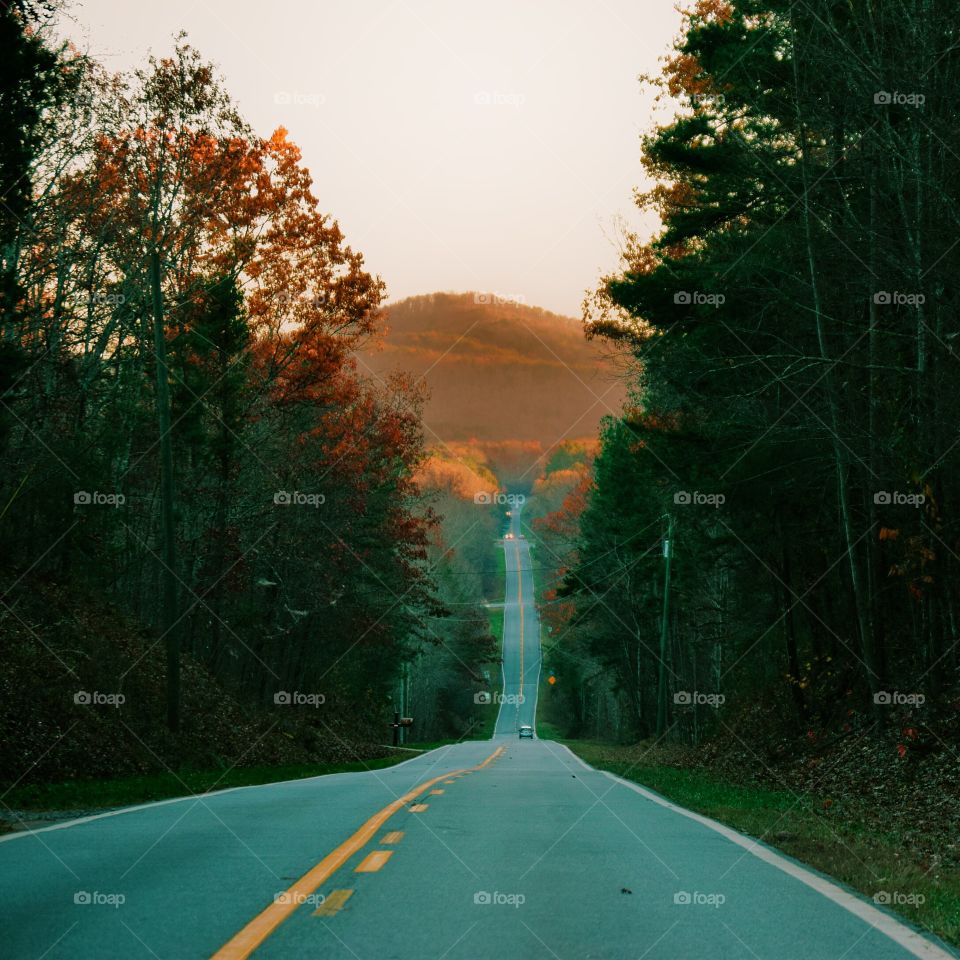 Road, Tree, No Person, Highway, Asphalt