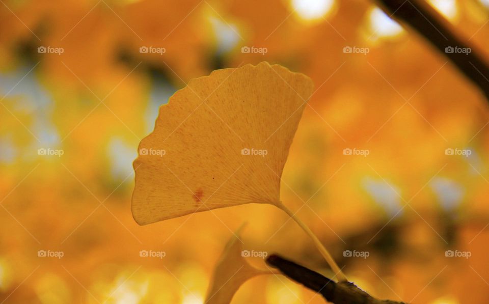 ginkgo leaves