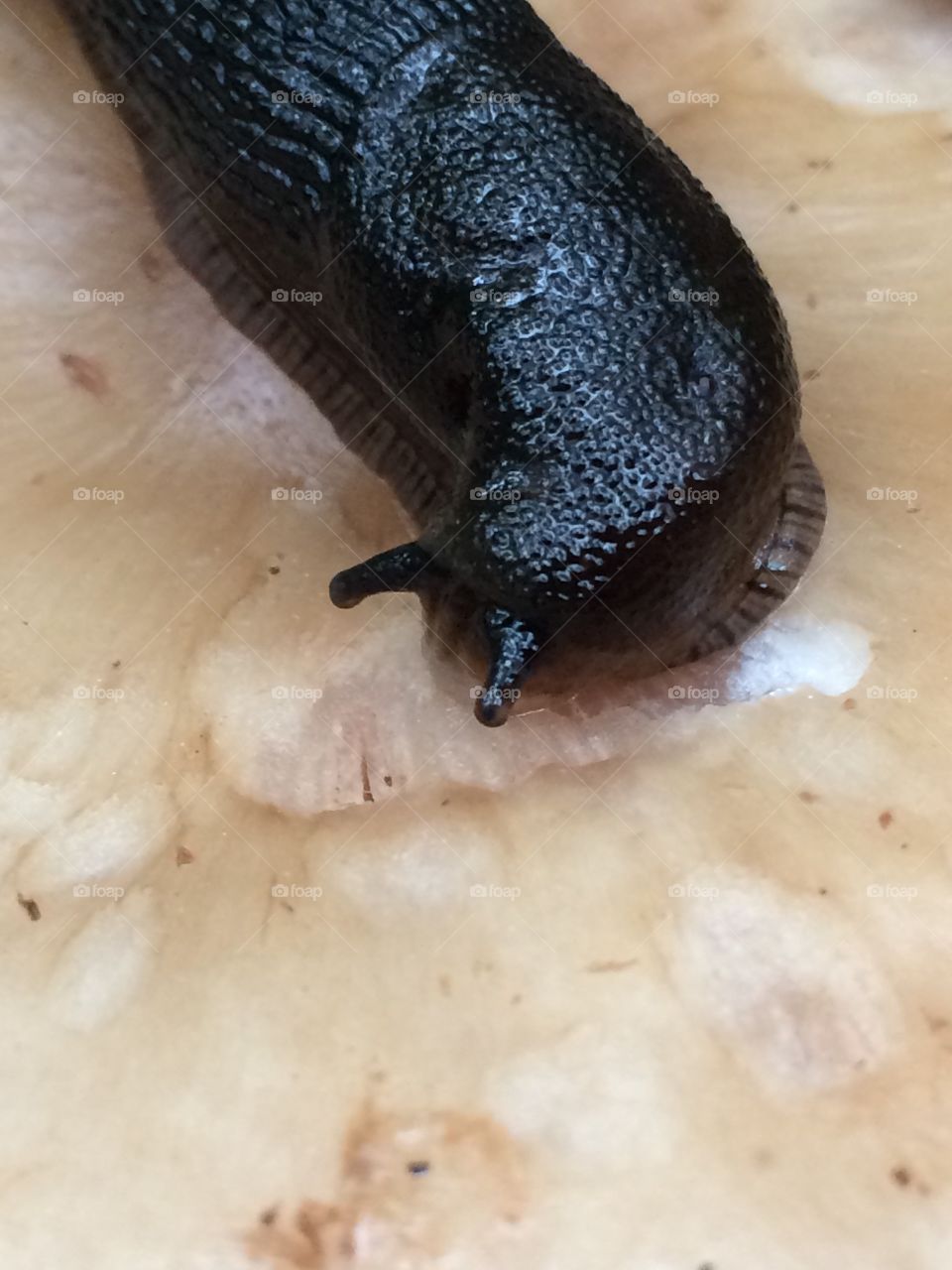 Slug 