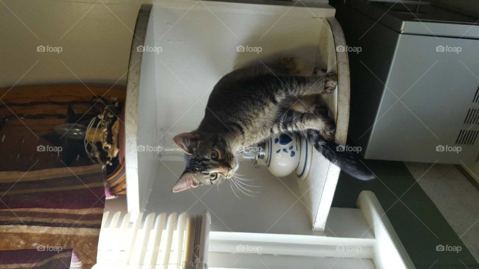 kitty on shelf